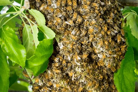 The Future of Beekeeping: Empowering Bee Rabble with Magic Beans